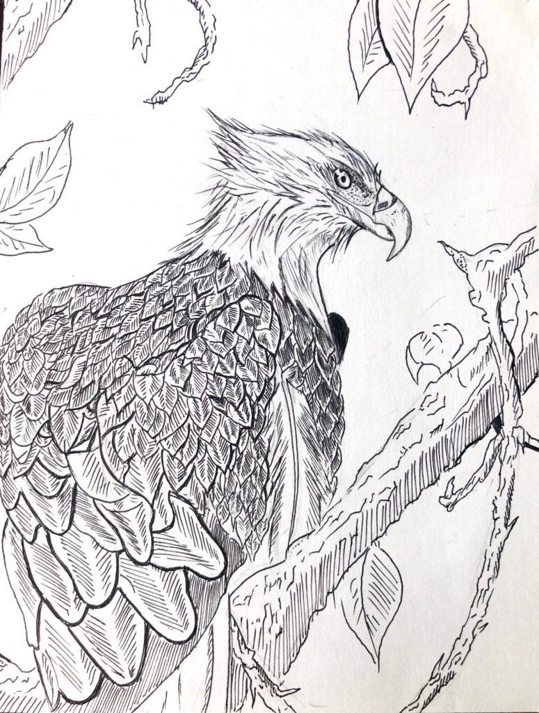 Guanlin Li, 11th Grade, "Scientific Illustrations: Bald Eagle"